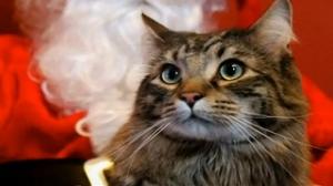 Watch Christmas Cats Playing In The Snow Video