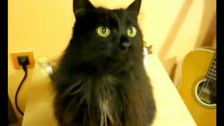 Watch Animals Sing "Deck the Halls" Video
