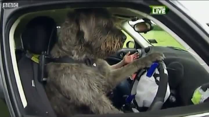 Watch Monty the Dog Rides Dirty Video