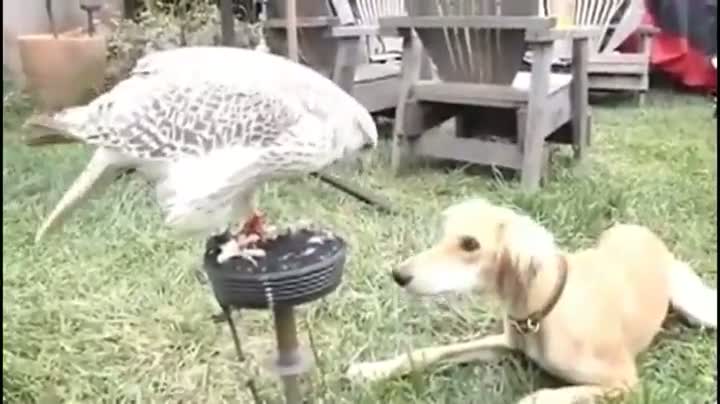 Watch Hawk Shares It's Lunch With Dog Video