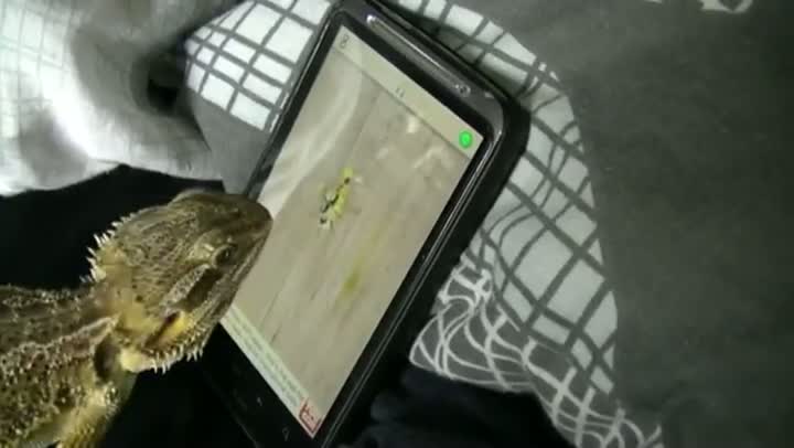 Watch Bearded Dragon Playing Ant Crusher Video
