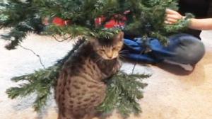 Watch Oskar the Blind Kitten and the Christmas Tree Video