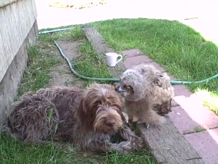 Watch An Owl Trying To Pet A Dog Video