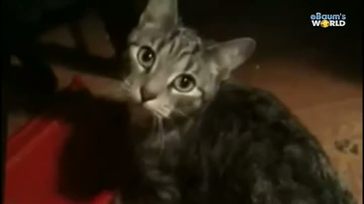 Watch Caturday Is Great... Video