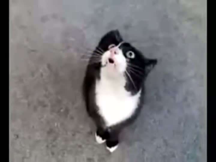 Watch WTF Is Wrong With Russian Cats? Video