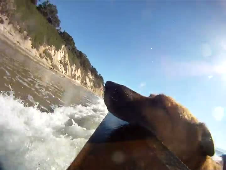 Watch Dog Fetches a GoPro Camera Video