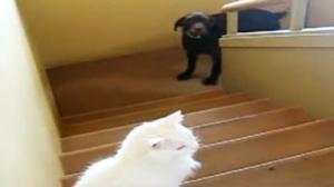 Watch Dog Scared Of Cat Video