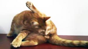 Watch Catvertising Video