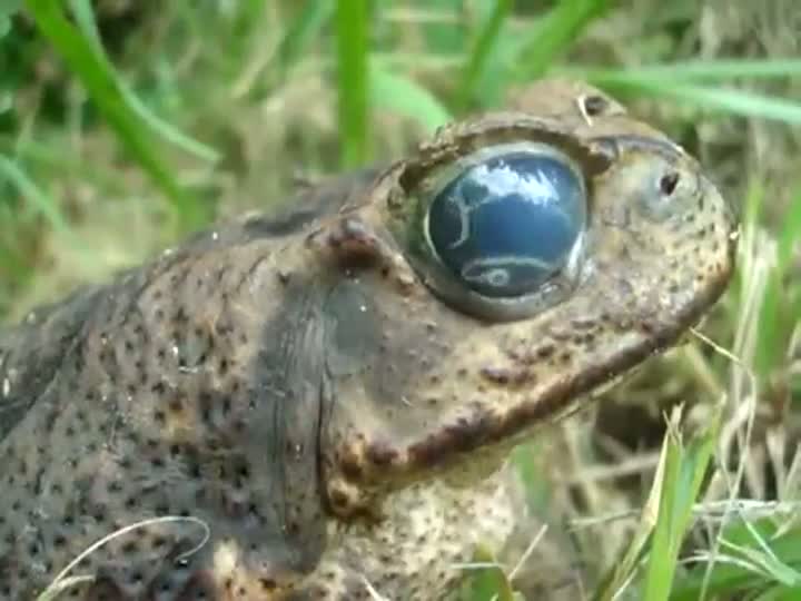 Watch All Hail Hypnotoad Video