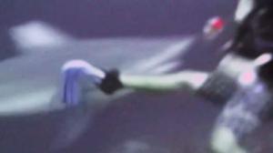 Watch Diver Has Close Encounter With Shark Video