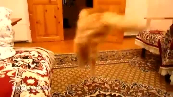 Watch Cat Scared of Nintendo's Mario Game Sounds Video