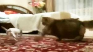 Watch Little Dog Vs Fat Cat Video