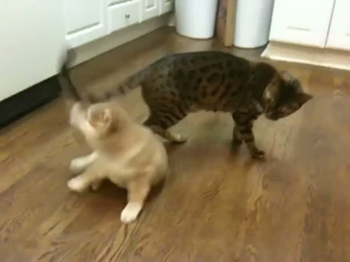 Watch Bengal Cat Plays with Shiba Inu Puppy Video