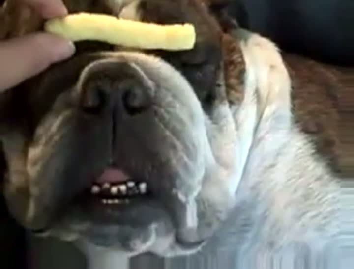 Watch Bulldog vs. Cheese Puff Video