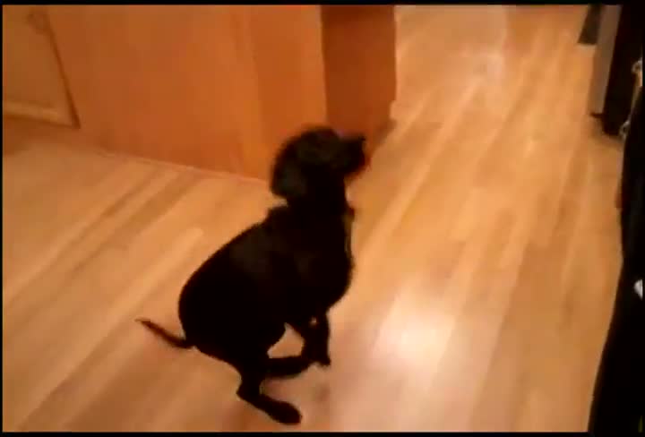 Watch This Dog Shows It ALL Video