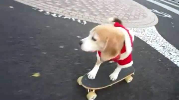 Watch Skateboarding Santa Dog Video