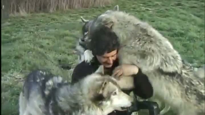 Watch Photographer Interacts With Wolves Video