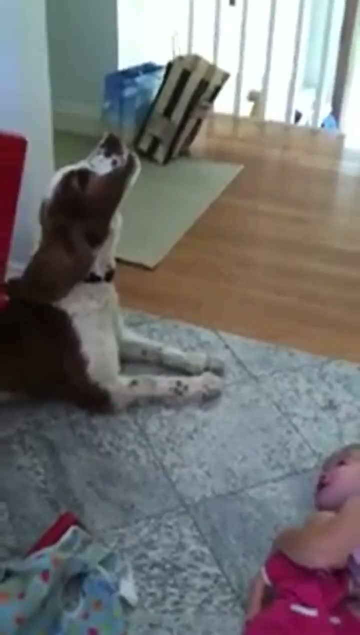 Watch Dog Silences Crying Kid Video