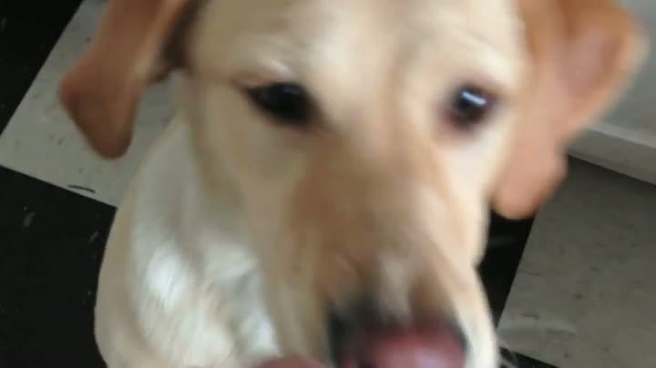 Watch Dog Crosses Eyes On Command Video