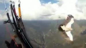 Watch Eagle Crashes Into Dudes Parachute Video