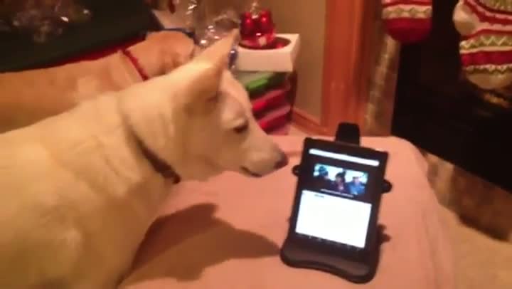 Watch Dog Has A Structured Settlement, But He Needs Cash Now Video