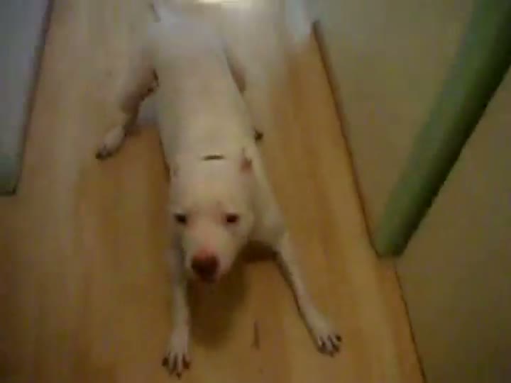 Watch Dog Doesn't Like Farts Video