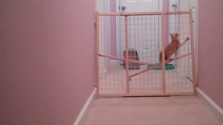 Watch Kittens Bust Out Of Lockdown Video