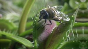 Watch Venus Flytrap Nabs A Fly Video