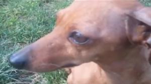 Watch Paralyzed Dog Runs Again Thanks to Her Engineering Skills Video