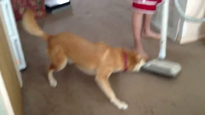 Watch Dog Vs Vacuum Cleaner Video
