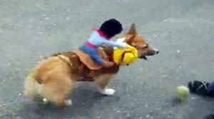 Watch Corgi Rodeo Video