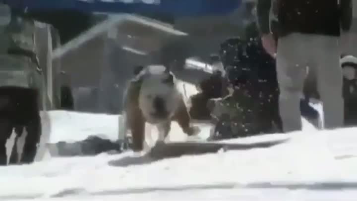 Watch Extreme Badass Bulldog Video