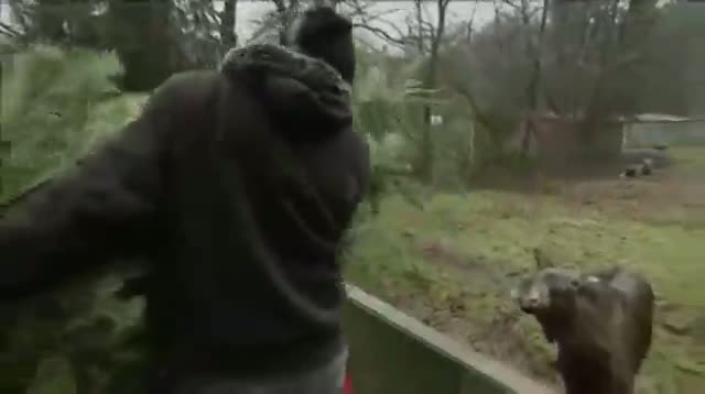 Watch Zoo Animals Dine on Used Christmas Trees Video