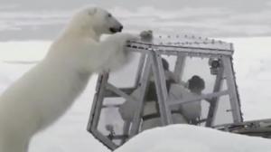 Watch Close Encouter With a Polar Bear Video