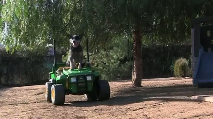 Watch Dog Drives Power Wheel By Himself Video