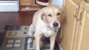 Watch Lexi the Guilty Dog Video