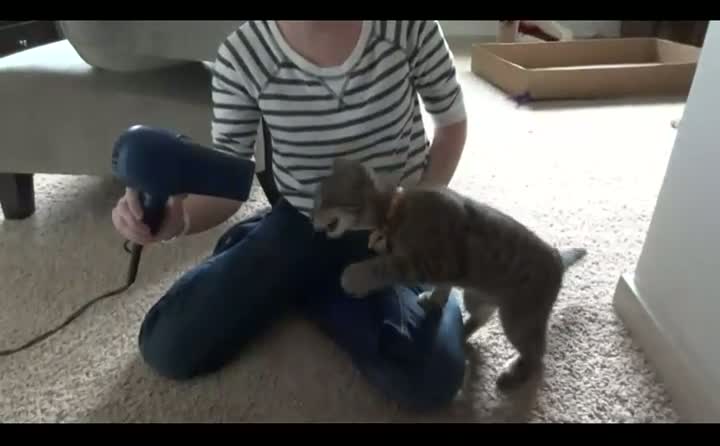 Watch Cat vs Hair Dryer Video