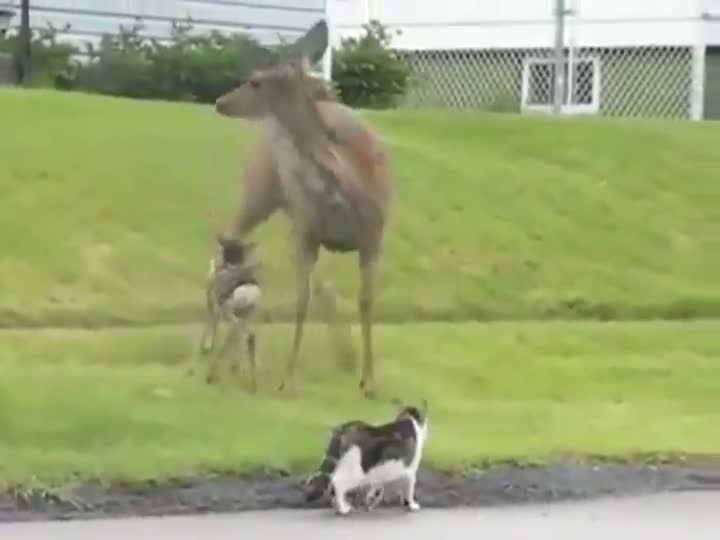 Watch Don't Mess With This Deer Video