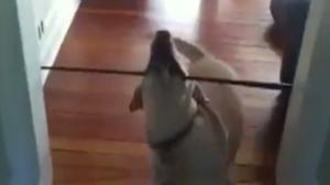 Watch Dog Doesn't Understand Doorways Video