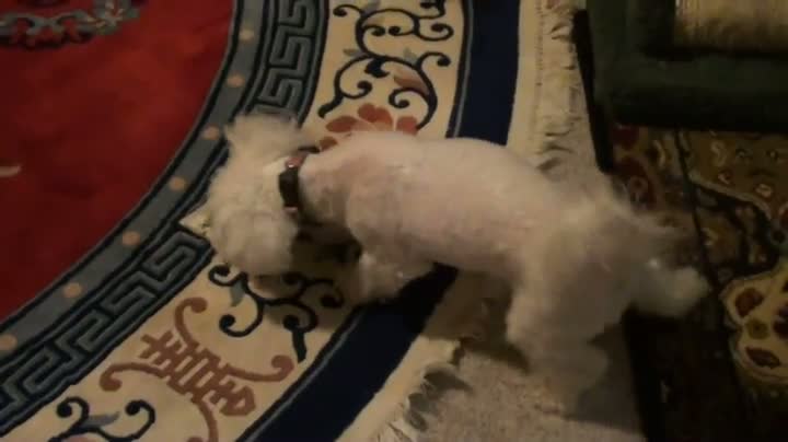Watch Dog Loves Cat Nip Video
