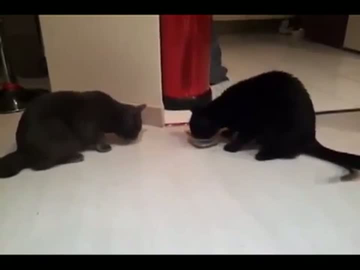 Watch Kitty Food Fight Video