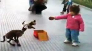 Watch Best Puppet Dog Ever Video