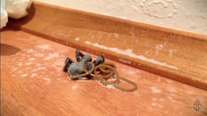 Watch Alien Spider Worm - W.T.F. Video
