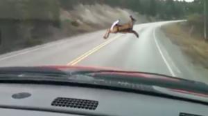 Watch Deer Takes A Spill Crossing The Road Video
