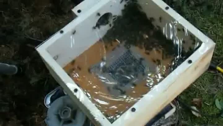 Watch Wasp Sucking Machine Video