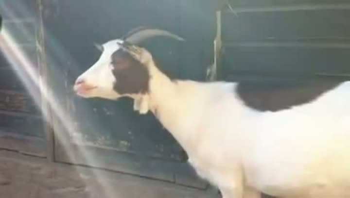 Watch What Sound Does a Goat Make? Video