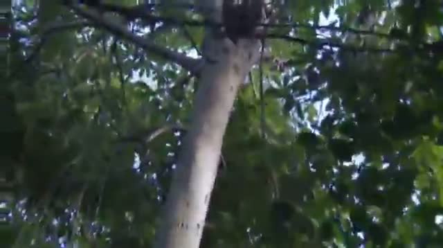 Watch Hundreds Hunt for Invasive Pythons in Everglades Video