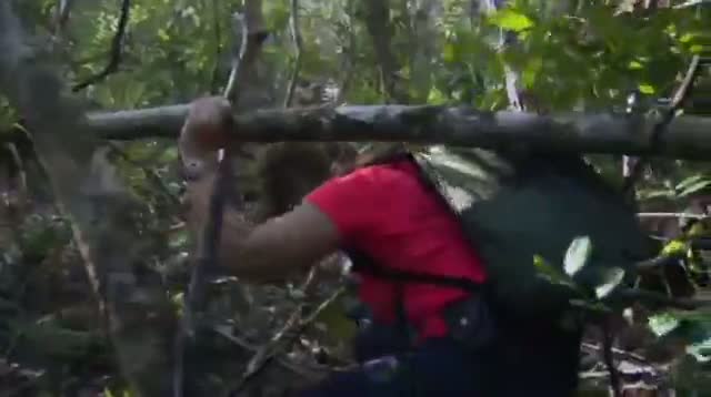 Watch Florida 'Python Challenge' Draws Hundreds Video