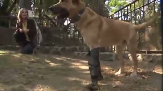 Watch Prosthetic Legs Help Mexican Dog Recover Video