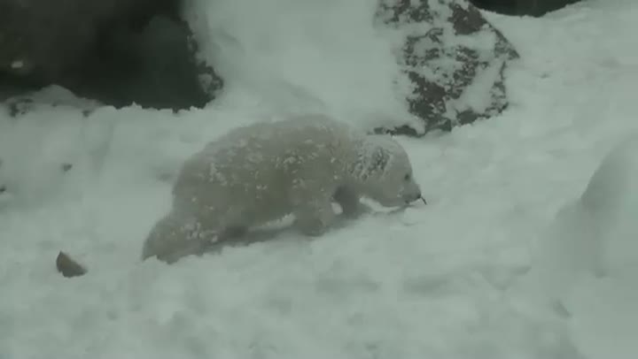 Watch Polar Bear Cubs First Day In The Snow Video